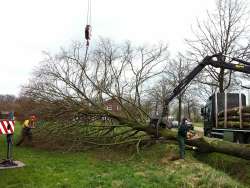 bomen rooien 